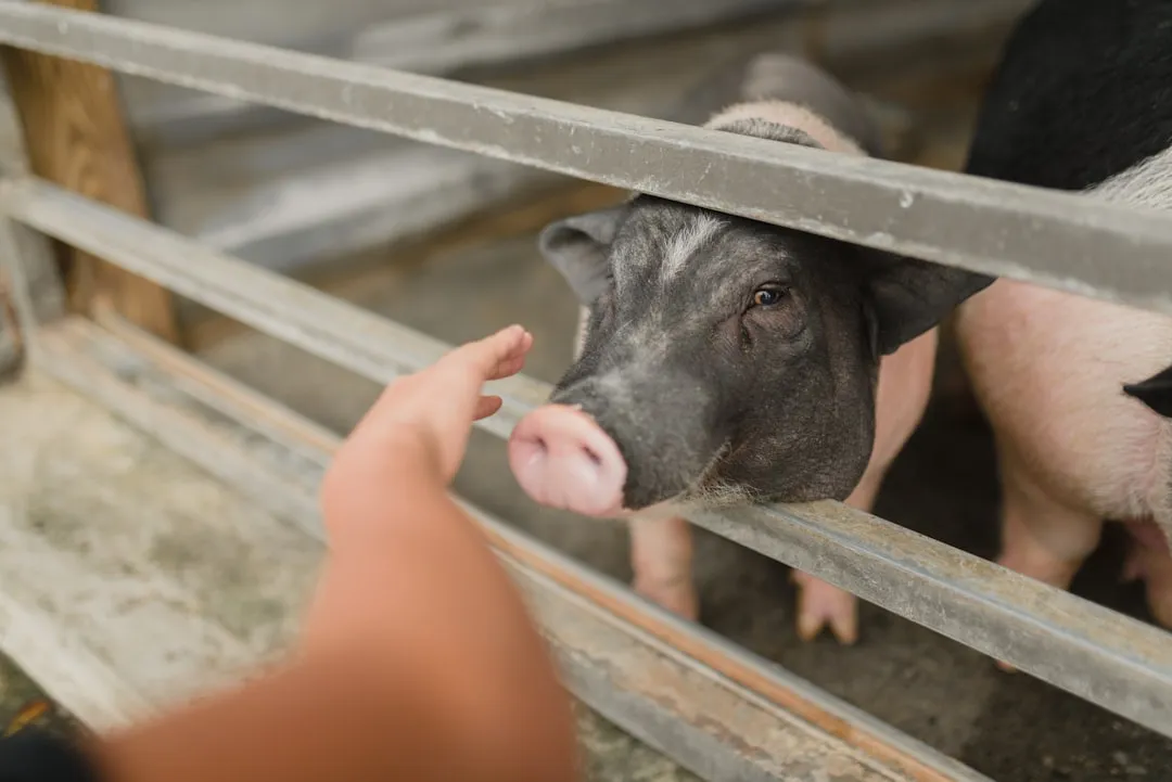 基于AI技术的个性化健康管理方案设计与实施路径解析